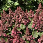 Hortenzia metlinatá (Hydrangea paniculata) ´LIVING INFINITY´® by LIVING CREATIONS® - výška 40-60 cm, kont. C2L - 150 dní kvitnutia!